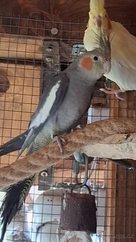 Korela chocholatá - 5