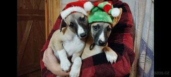 Vipet Whippet pejsek - 5