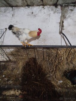 Prodám nasadova vajička - 5