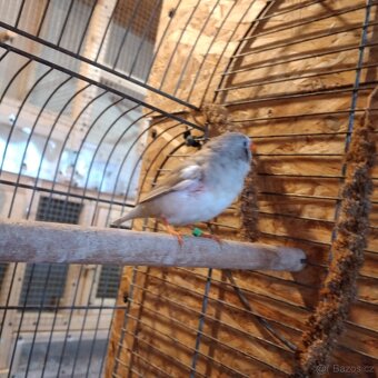 Zebřička pestrá - 5