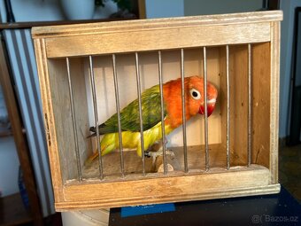 agapornis fischeri - 5