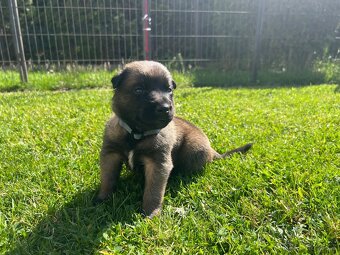 Belgický ovčák - malinois s PP - 5