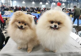Pomeranian s PP FCI - 5