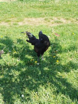 Násadová vejce Ayam Cemani - 5