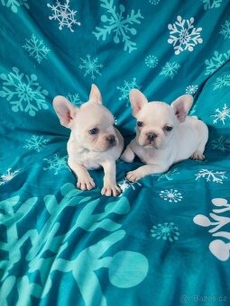 Francouzský buldoček - 5