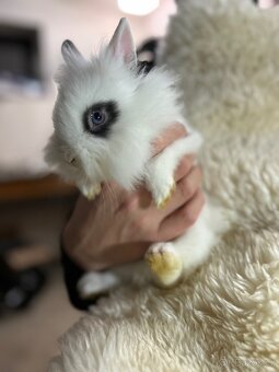 Prodám králíčky - 5