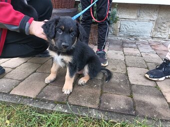 Kříženec border kolie - 5