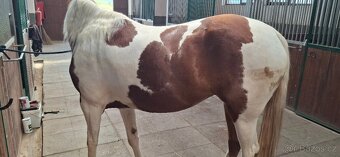 Paint horse kobyla - 5