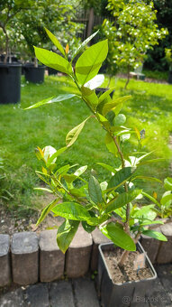 Prodám citroník LISBON - Citrus Limon 9e - 5