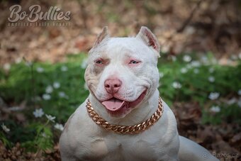 American bully pocket ABKC fenka na prodej - 5