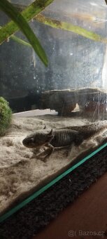 Axolotl Mexický - 5