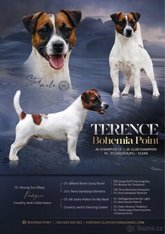 Jack Russel terier - stenata s prukazem puvodu - 5