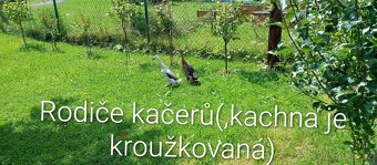 Indický běžec (kačeři) - 5