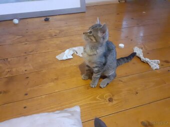 Venkovskà koťata - 5