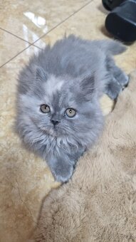 Britská koťata - 5