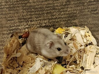 Křečík džungarský - 5