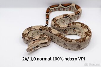 Hroznýš královský IMG het VPI - 5