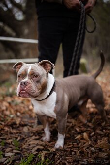 American Bully pocket krytí - 5