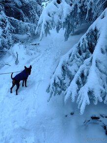 Trpasličí pinč s PP ke krytí - 5