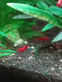 Krevetky Red Sakura - 5