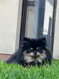 Pomeranian - PureLivePuppy FCI - 5