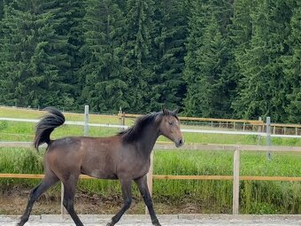 Mladá kobylka po Cornet de Lux - 5