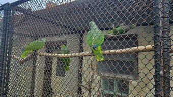 Prodám  amazoňany žlutohlavé panamské,vínorudé - 5