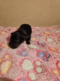 Ruský toy s PP (FCI) - 5