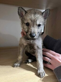 Československý vlčák - 5