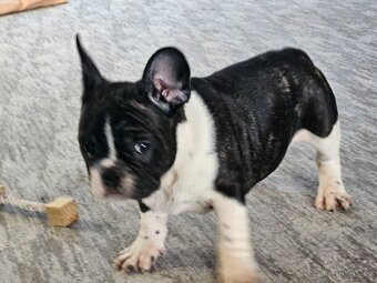 Francouzský buldoček - 5