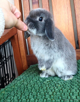 Zakrslý králíček MINILOP 🩷 holčička - 5