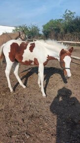 prodám klisničku podílovou american  paint horse. - 5