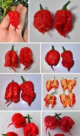 Sazenice TRINIDAD MORUGA SCORPION a CAROLINA REAPER - 5