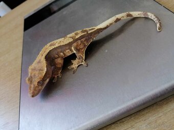 Pagekon řasnatý- Correlophus ciliatus - 5