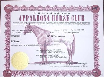 Roční appaloosa klisna - 5