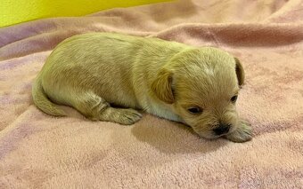 Kříženec čivavy a červeného toy pudla - 5