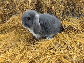 Mini lop mláďata k rezervaci - 5