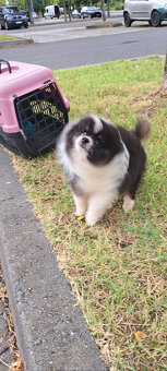 Rozkošné šteniatko pomeraniana hľadá nový domov - 5