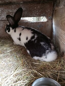 Samci Německých obrovitých strakačů NOS Ája kříženci obrů - 5