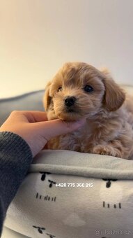 Holčička Maltipoo Standard - 5