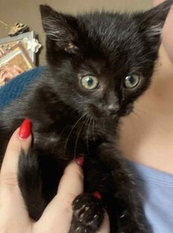 4 mala koťátka - 5