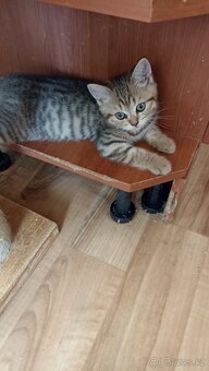 Britské whiskas kočičky s PP - 5