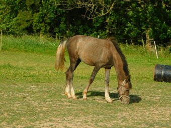 roční pony - 5