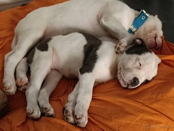 American Bully XL originální původní krev rodokmen ABKC USA - 5