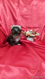 Jorkšírský teriér - čokoládový pejsek s PP - 5