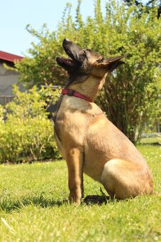 Belgický ovčák malinois - 5