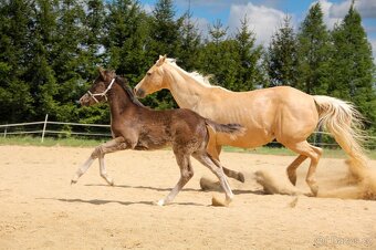 Prodám Appaloosa - 5