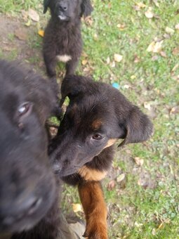 Labernese štěňátka - 5