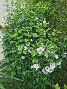 Ibišek syrský na kmínku - 5