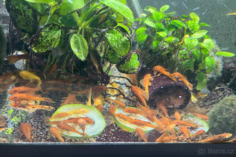 Ancistrus sp. super red - 5